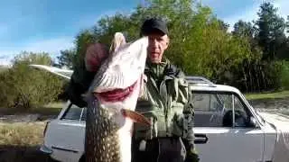 Щука 6 кг, на вертушку.