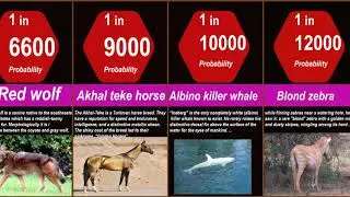 Probability Comparison: Rarest animal in the world