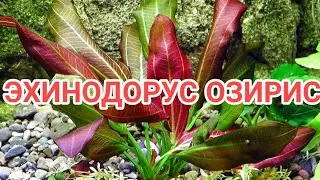 ЭХИНОДОРУС ОЗИРИС. УХОД И СОДЕРЖАНИЕ В АКВАРИУМЕ
