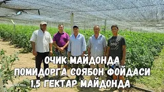 СОЯБОН ОСТИДА 1.5 ГЕКТАР МАЙДОНДА DIJITAL F1 ва BURPINK F1 ПОМИДОРЛАРИ