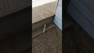 Попугаи первый раз в вольере🐦🤣