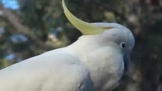 Parrots - playing with Cockatoo (Australian)