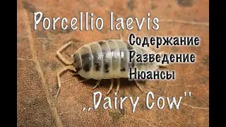 МОКРИЦЫ . СОДЕРЖАНИЕ . РАЗМНОЖЕНИЕ . КОРМЛЕНИЕ . ВЕНТИЛЯЦИЯ .