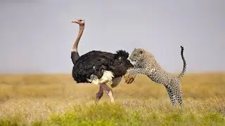 How  Leopard Attack Ostrich Success