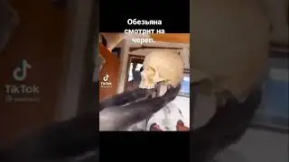 обезьяна смотрит на череп мем