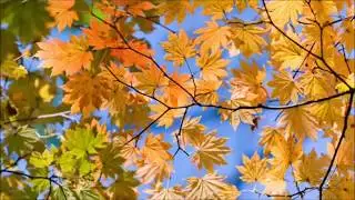 Песня - Старый клён #Музыка #Клип #Топ #Тренд