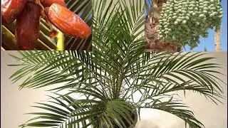 ПАЛЬМА НА ОКНЕ. ФИНИК И ФИКУС. МОИ ЛЮБИМЫЕ РАСТЕНИЯ