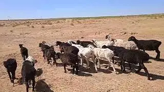 Вот и конец стрижке ягнят))