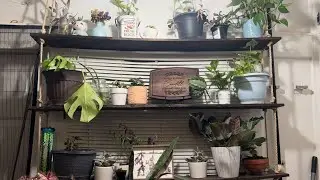 DIY: Estante Colgante para Plantas, Plantas Caseras- JohanaCaudiGs