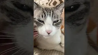ねこ　#shots #cat #ねこ #猫のいる暮らし