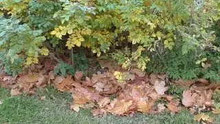 Video test Panasonic HC-V260 Video test Full HD camcorder