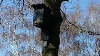 Scoop Video: Blue Tit Using Our Combined Tits-And-Bats Box.