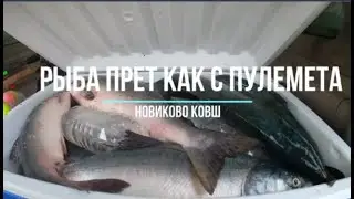Сахалинская рыбалка Новиково ковш рыба прет