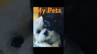 My Pets 