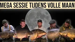 GROTE KARPERS OP EEN DIEPE ZANDPUT!