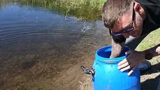 выпустили в пруд рыбу