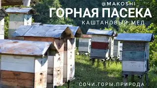 Sochi// Mountain apiary// Excursion// Chestnut honey