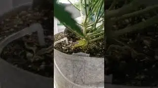 5 plant drip system