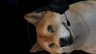 Most Funny Twitch Streamer a DoGGy - Best Moments!