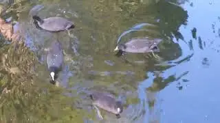 Лысухи