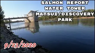 Discovery park Matsui water tower salmon report 9/23/2020