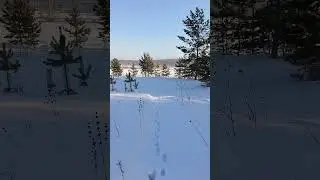 По следам своего Тузика.....