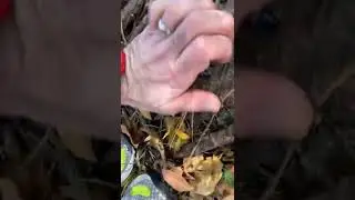 spotted lanternfly killing mega stomp - Boom!