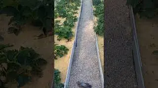 Охрана огорода