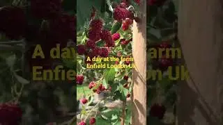 A day out at the pick your own farm#London#uk#shorts