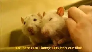 Timmy & Charlie, my beloved old rats