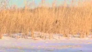 Видео охоты на  кабана