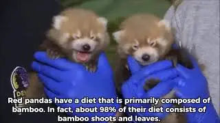 Discover the Enchanting World of Red Pandas