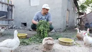 Утки садятся на яйца. Индюшатам понравилось.