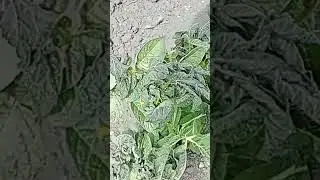 картошка померзла