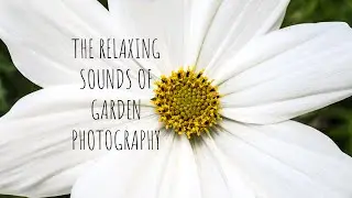 ASMR sounds of nature and Macro/Closeup/Abstract Photography #66