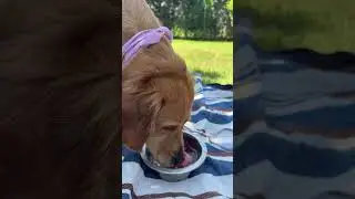 Summer Hacks for Dogs 🌞🥵🍉 
