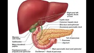 Chapter 23 Digestive System Part4