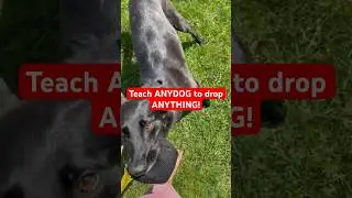 How to Teach dog “DROP” every time in 30 seconds! 