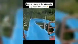 Perro se tira al tobogan con su dueña 🤣💜