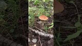 Пермский край деревня Жебреи СНТ,,Чистые ключи"  опять грибная охота ..🍄#грибнаяохот#урал #пермь