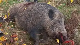 Yaban domuzu avı / Wild boar hunting #chasseausanglier #wildboarhunting