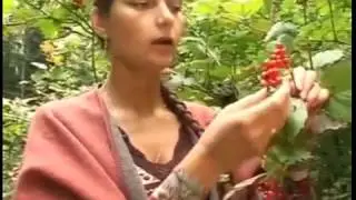 Лечебное растение калина