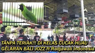 TANPA TERIAK!!! DI KELAS CUCAK IJO | BALI JOZZ feat RADJAWALI INDONESIA