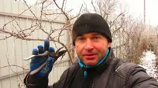 Как обрезаю плодовую стену из слив и алычи.