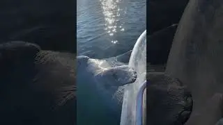 This manatee decided it wanted in on the clear kayak adventure 😂 Isn’t this encounter so cool?!