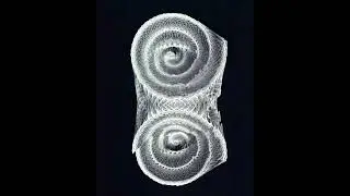 #experimentaldesign #architecture #render #houdini #sidefxhoudini