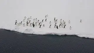 Whales and Penguins
