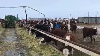 откорм бычков