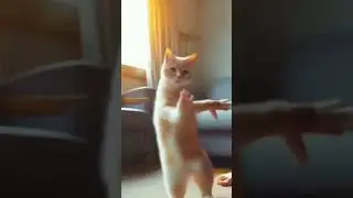 Cat Dancing 