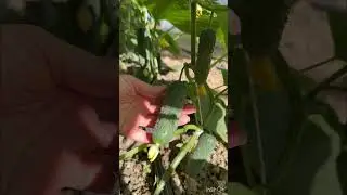 #огурцывтеплице #огород
